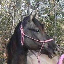 Rocky Mountain Horse for Sale - Gucci- Grulla - Gaited Horse